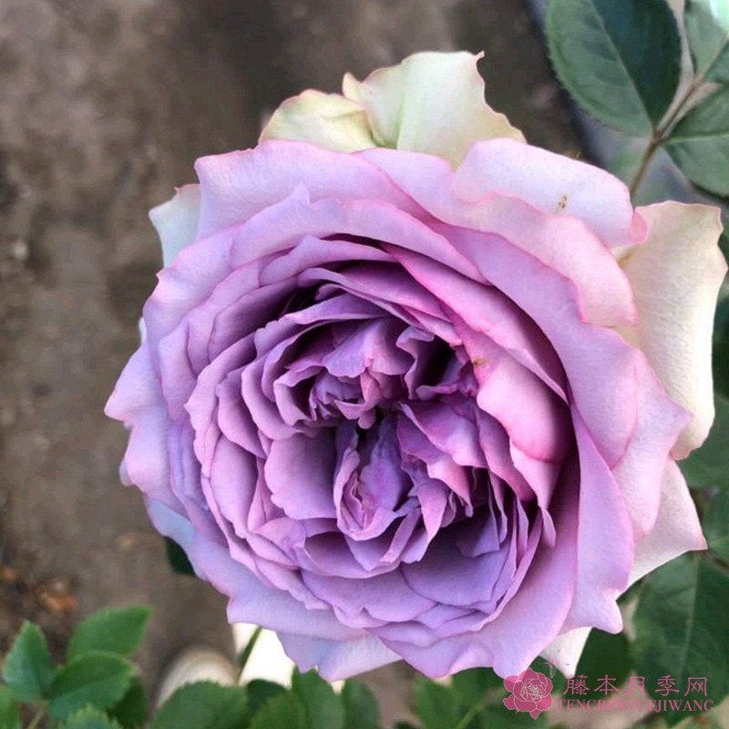 Rose “Coffret”首饰盒 Japanese Cut Flower Live Shrub Plant, 1 Gallon Ownroot