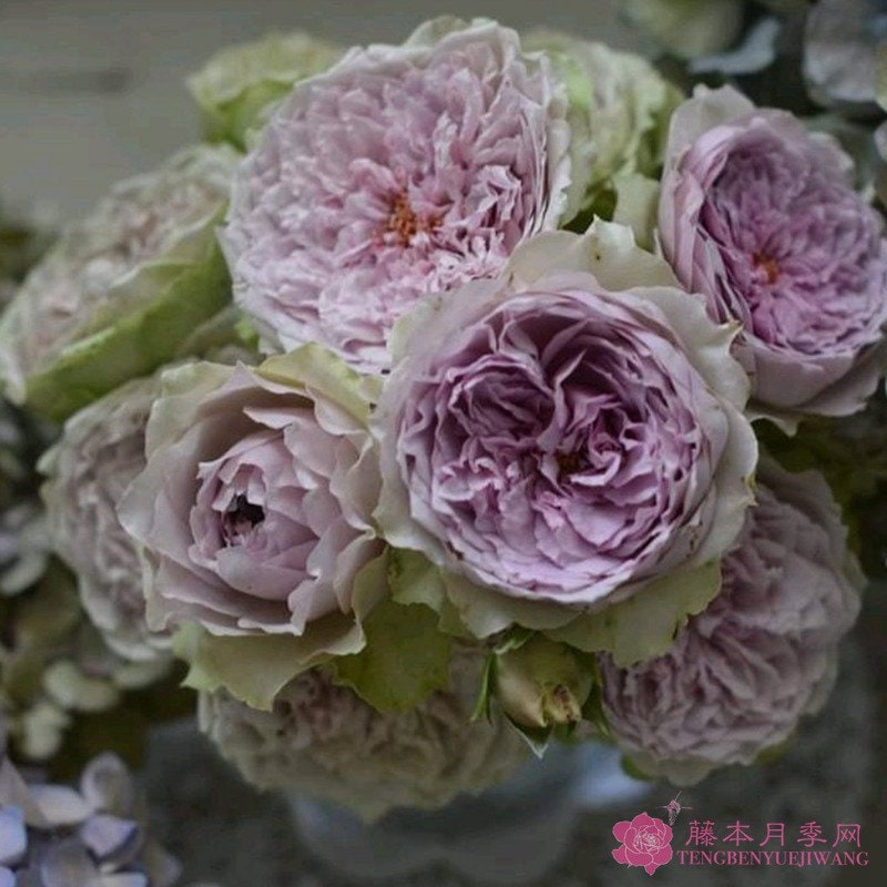 Rose “Coffret”首饰盒 Japanese Cut Flower Live Shrub Plant, 1 Gallon Ownroot