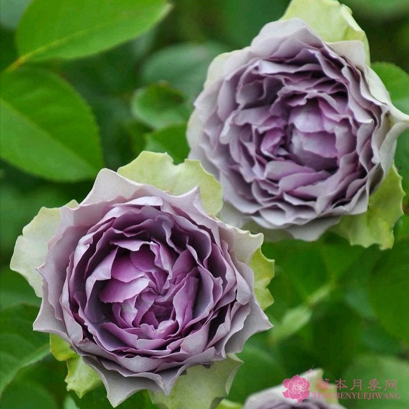 Rose “Coffret”首饰盒 Japanese Cut Flower Live Shrub Plant, 1 Gallon Ownroot