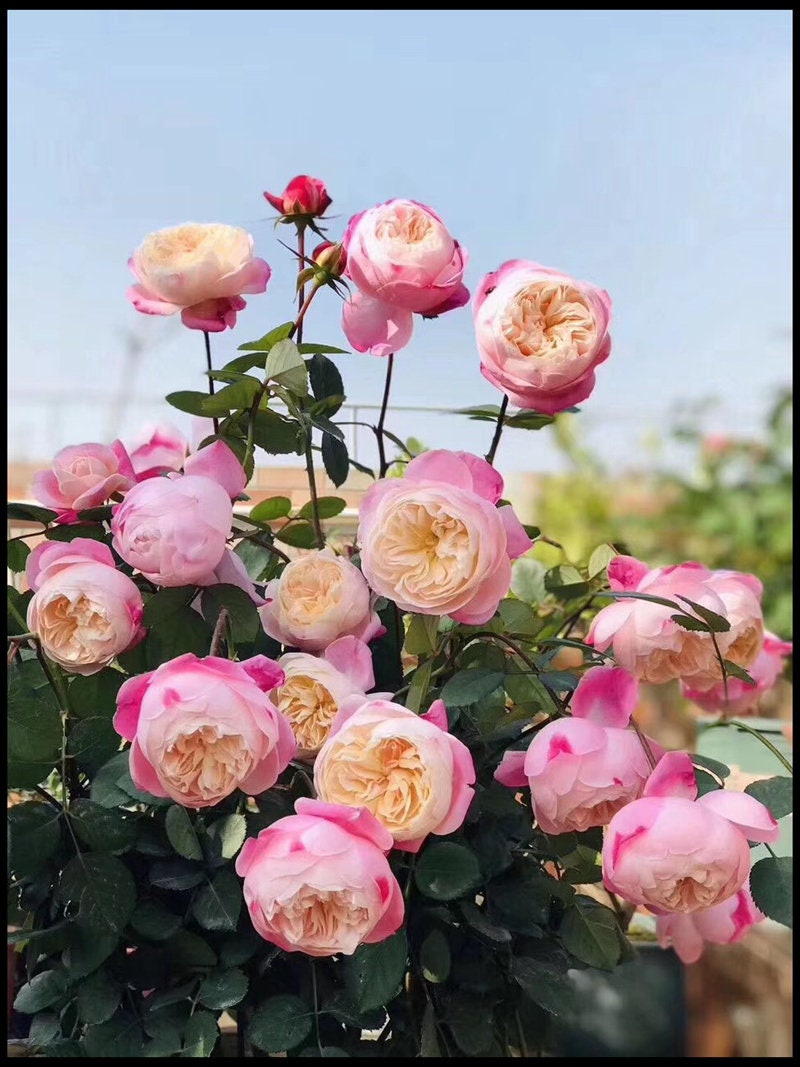 Rose “Washitsu/Mon Amour” 和室 Japanese Rose Live Shrub Plant, 1 Gallon Ownroot