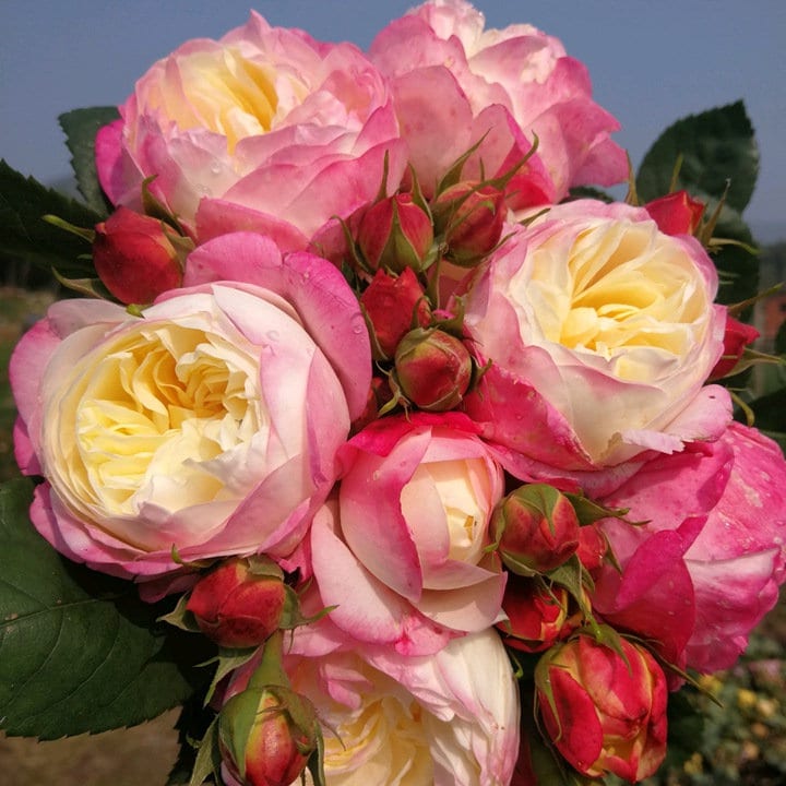 Rose “Washitsu/Mon Amour” 和室 Japanese Rose Live Shrub Plant, 1 Gallon Ownroot