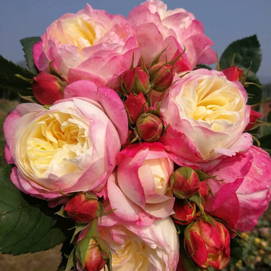 Rose “Washitsu/Mon Amour” 和室 Japanese Rose Live Shrub Plant, 1 Gallon Ownroot