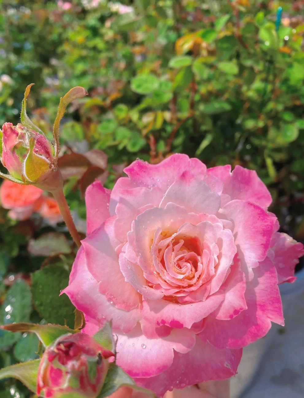 Rose “Seraphim“六翼天使/炽天使セラフィムJapanese Rose Live Shrub Plant, Ownroot