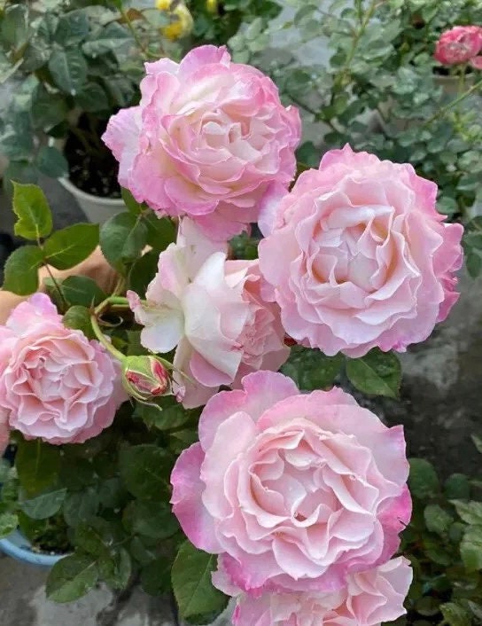 Rose “Seraphim“六翼天使/炽天使セラフィムJapanese Rose Live Shrub Plant, Ownroot