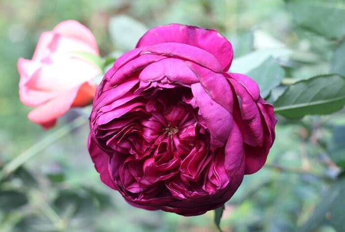 Rose "Autumn Rouge" 秋日胭脂オータムルージュJapanese Rose Live Plant, 1 Gallon