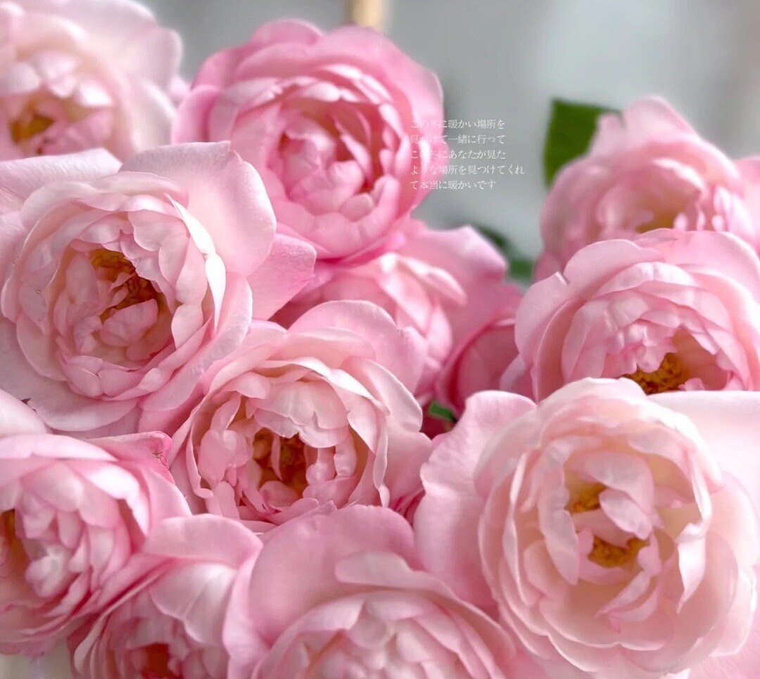 Rose “Strawberry Macaron” 草莓杏仁饼 Live Plant White Pink Rare Color Roses Shrub, 1 Gallon