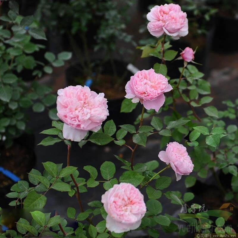 Rose "DeChery" 谢莉尔 German Rose Live Shrub Plant, 1 Gallon Ownroot