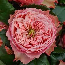 Rose “Northanger Abbey”诺桑觉寺Live Shrub Plant, 1 Gallon