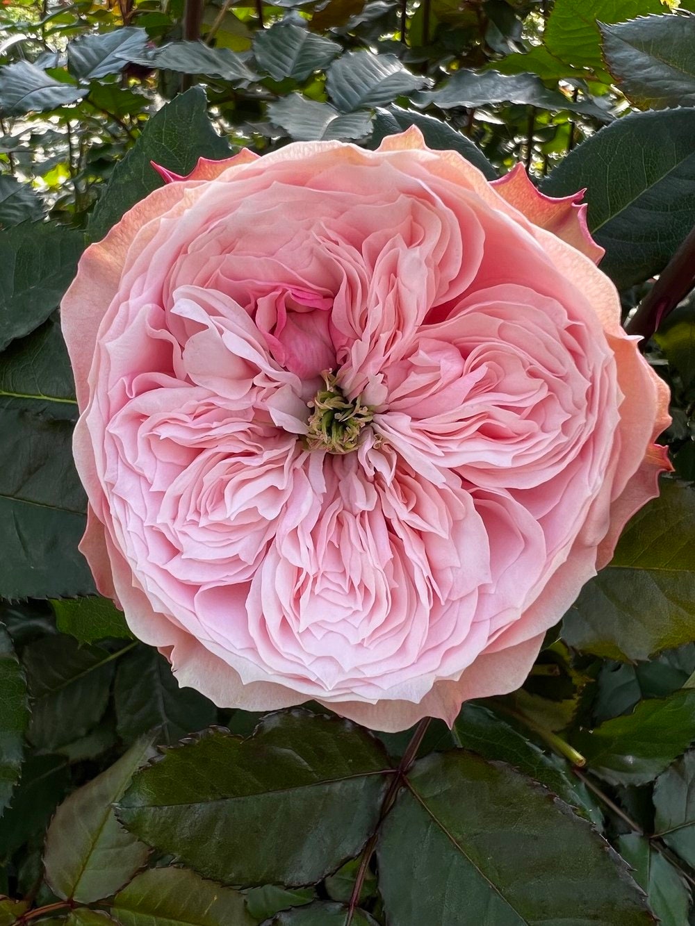 Rose “Northanger Abbey”诺桑觉寺Live Shrub Plant, 1 Gallon