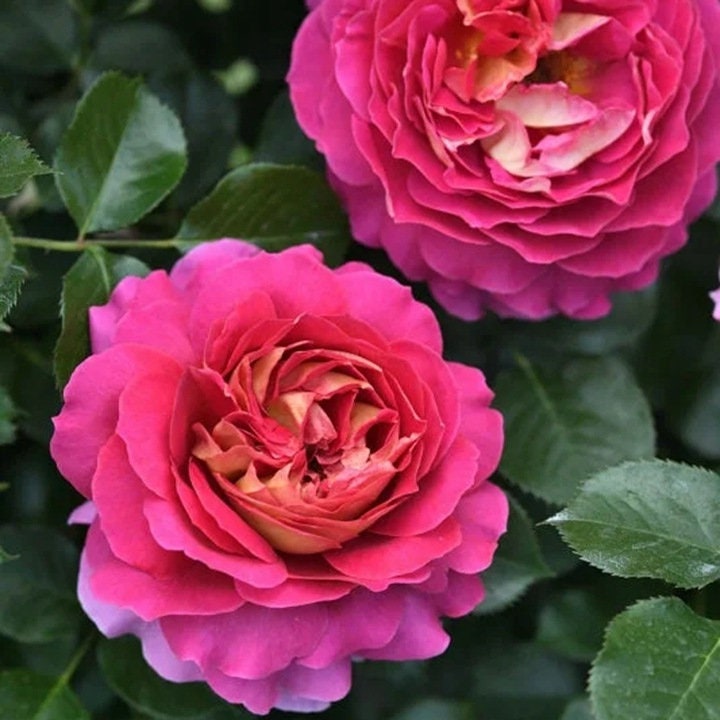 Rose“Esprit de Paris”巴黎精神 Delbard Rose Live Shrub Plant, 1 Gallon Ownroot