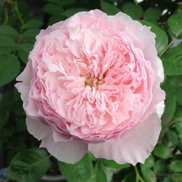 Rose "DeChery" 谢莉尔 German Rose Live Shrub Plant, 1 Gallon Ownroot