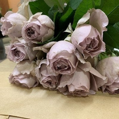 Rose“Charity Towa”今井清慈善 Japanese Rose Live Shrub Plant, 1 Gallon Ownroot