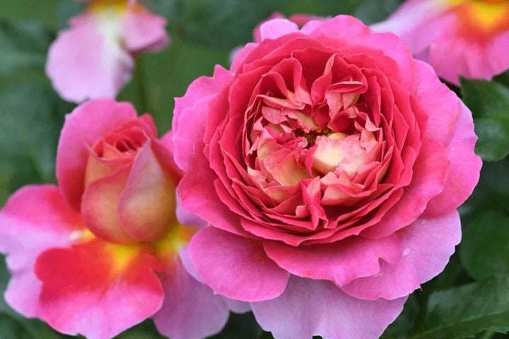 Rose“Esprit de Paris”巴黎精神 Delbard Rose Live Shrub Plant, 1 Gallon Ownroot