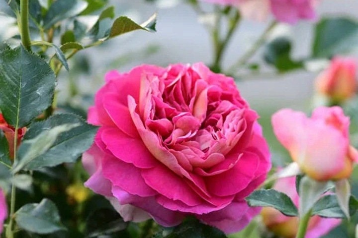 Rose“Esprit de Paris”巴黎精神 Delbard Rose Live Shrub Plant, 1 Gallon Ownroot