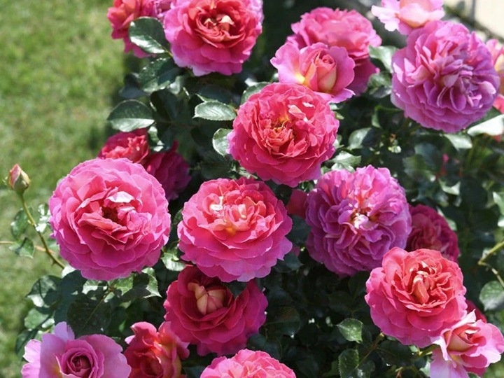 Rose“Esprit de Paris”巴黎精神 Delbard Rose Live Shrub Plant, 1 Gallon Ownroot