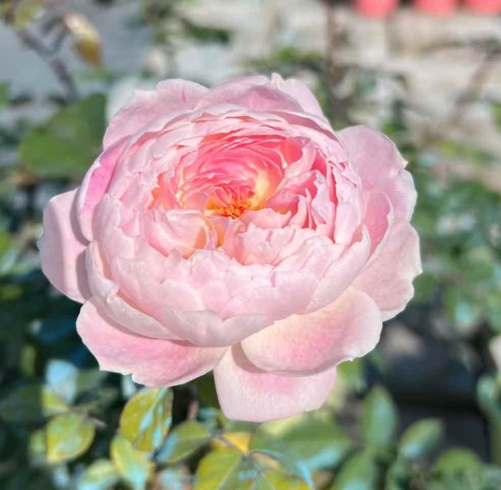 Rose "Malines" 梅克林花边/河本洋 Japanese Rose Live Plant, 2 Gallon