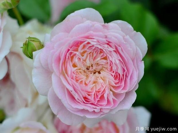 Rose "Malines" 梅克林花边/河本洋 Japanese Rose Live Plant, 2 Gallon