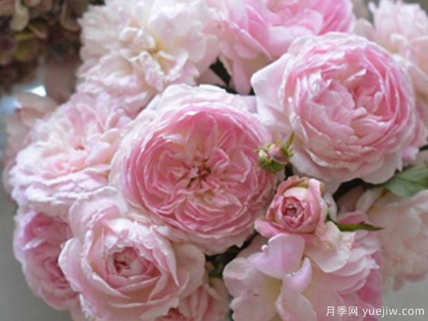 Rose "Malines" 梅克林花边/河本洋 Japanese Rose Live Plant, 2 Gallon