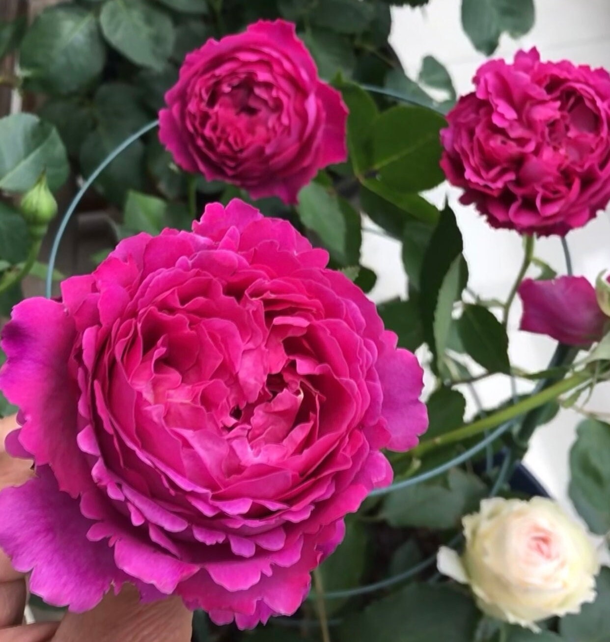 Rose “Scent Garden” 伊芙芳香花园 Live Shrub Plant, 1 Gallon Ownroot