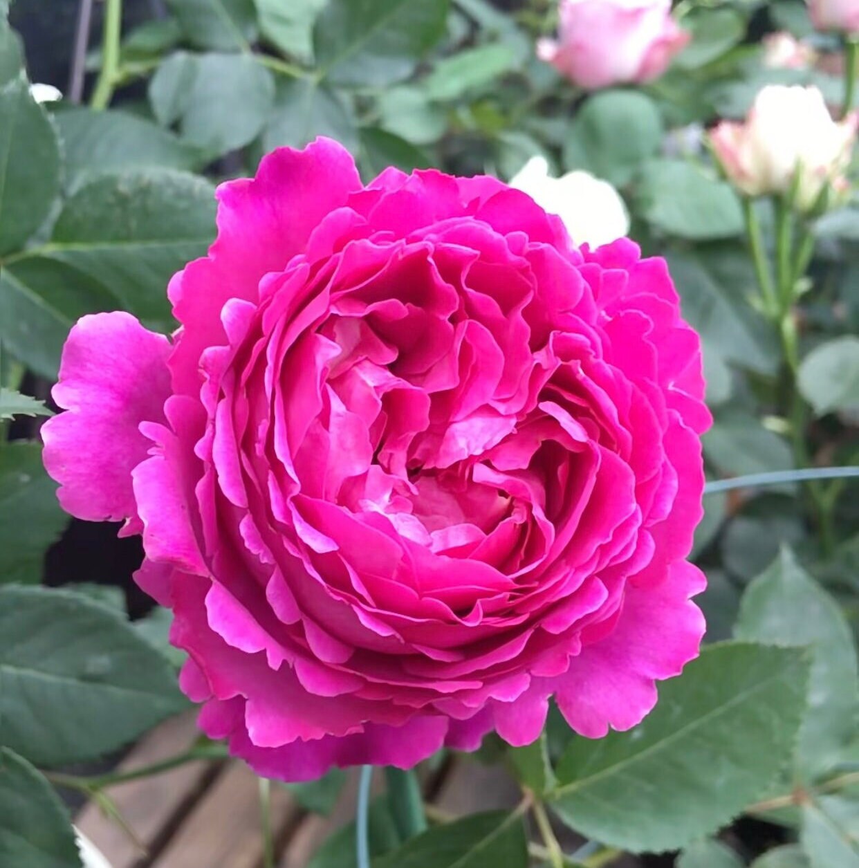 Rose “Scent Garden” 伊芙芳香花园 Live Shrub Plant, 1 Gallon Ownroot