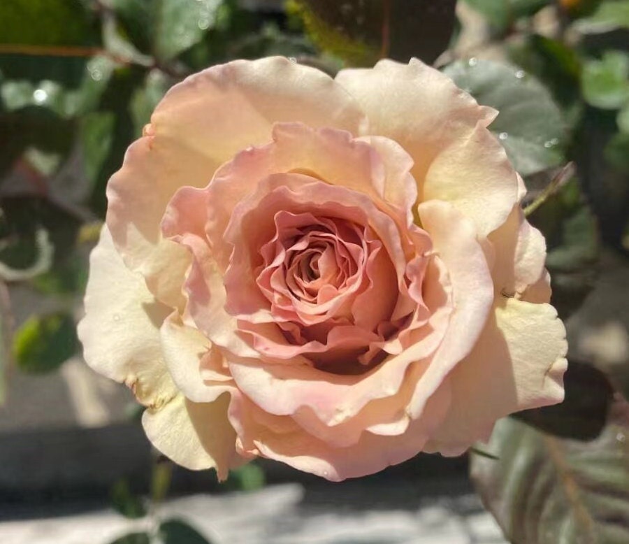 Rose “Ailes” 河本翼天使/第九天使 Japanese Rose Live Shrub Plant, 1 Gallon Ownroot