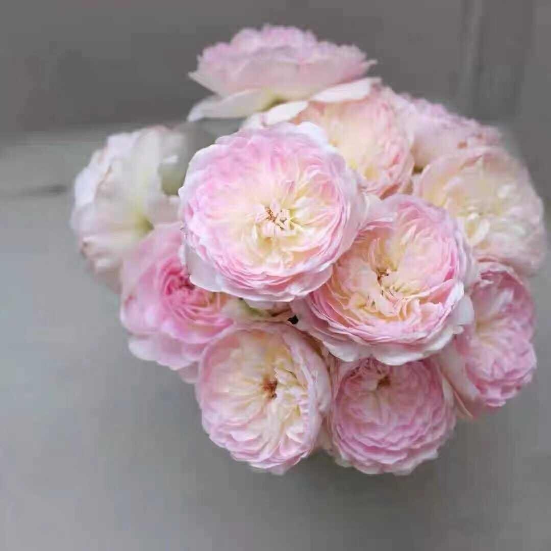 Rose "Malines" 梅克林花边/河本洋 Japanese Rose Live Plant, 2 Gallon