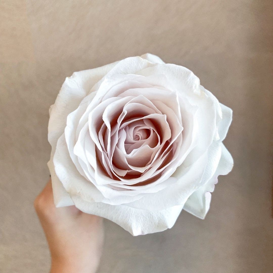 Rose“Sliver lining”银色衬裙 Cut Flower Live Plant, 1 Gallon