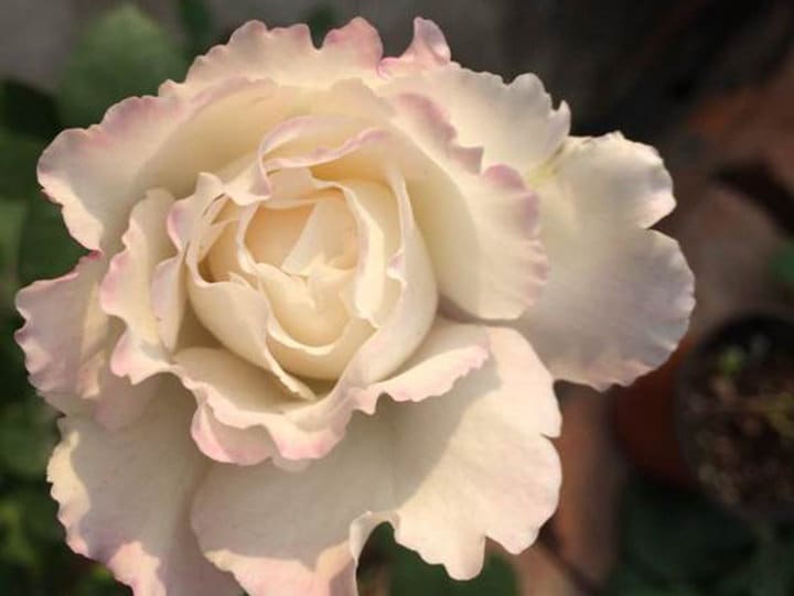 Rose “Le Blanc” ル ブラン 乐柏 Japanese Rose Live Plant, 3 Gallon