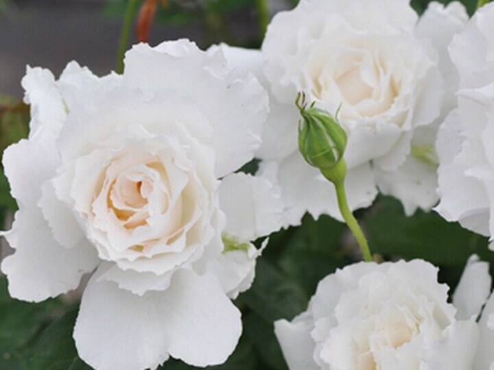 Rose “Le Blanc” ル ブラン 乐柏 Japanese Rose Live Plant, 3 Gallon