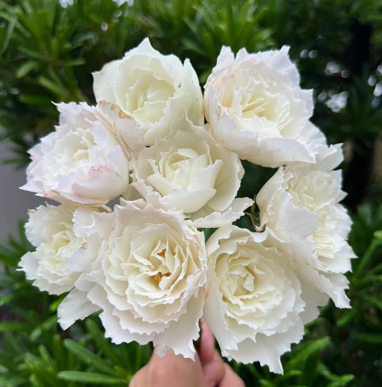 Rose “Le Blanc” ル ブラン 乐柏 Japanese Rose Live Plant, 3 Gallon