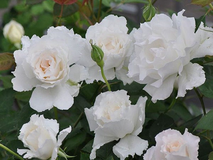 Rose “Le Blanc” ル ブラン 乐柏 Japanese Rose Live Plant, 3 Gallon