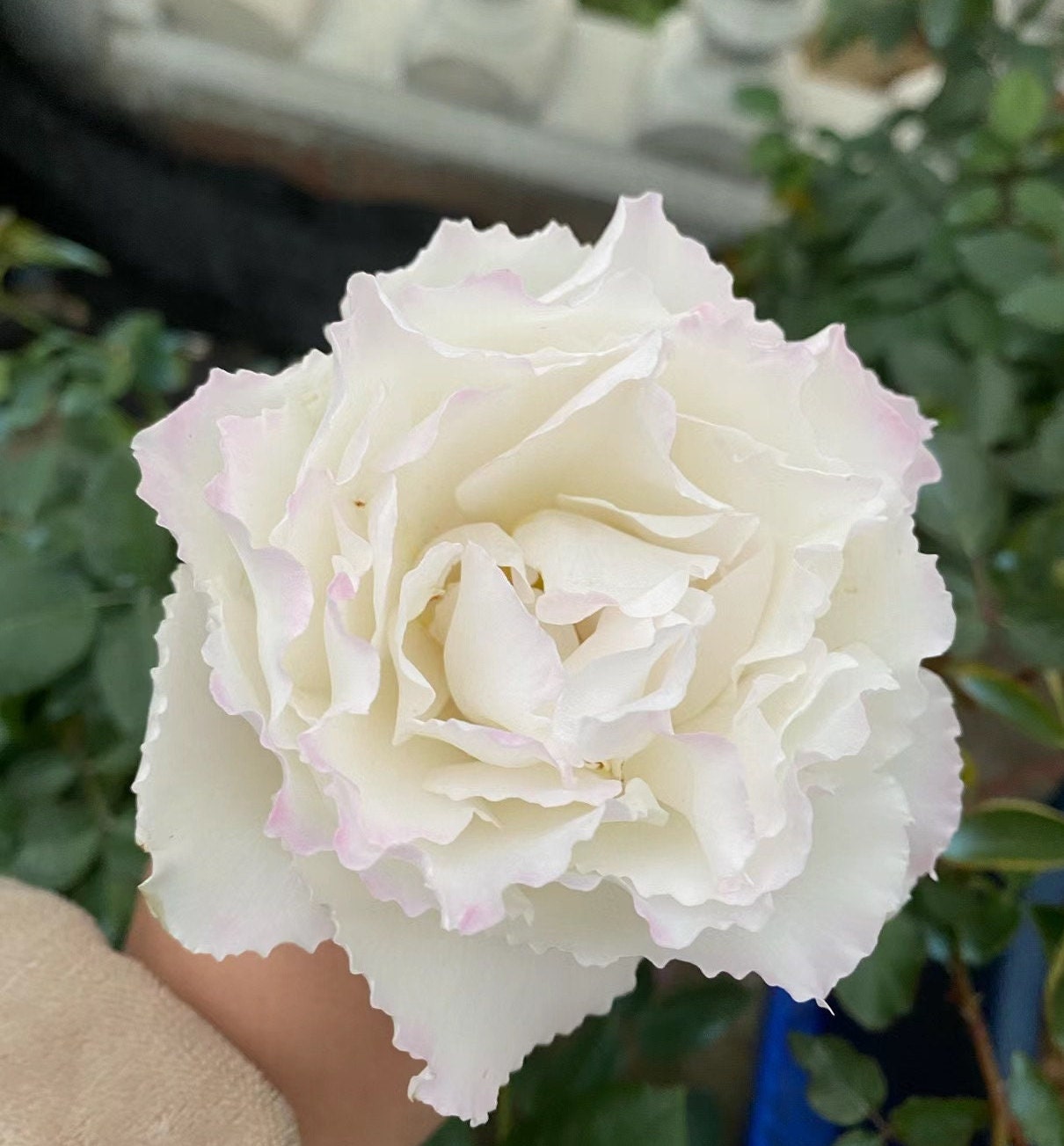 Rose “Le Blanc” ル ブラン 乐柏 Japanese Rose Live Plant, 3 Gallon