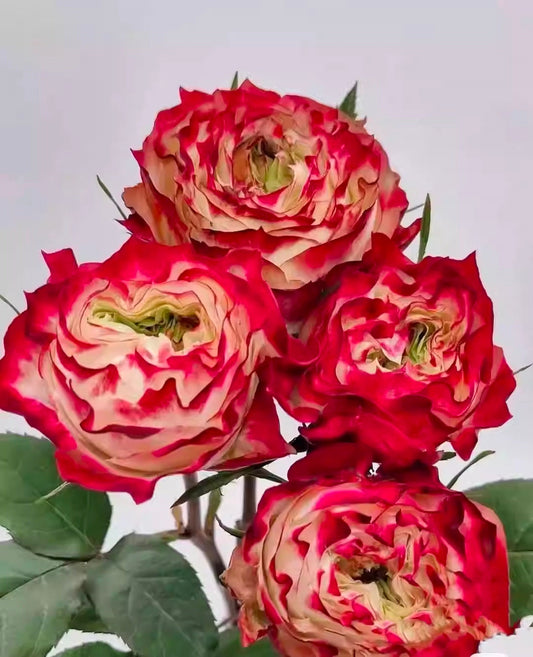 Rose “Apple Jack”苹果杰克 Cut Rose Live Plant, 1 Gallon Ownroot