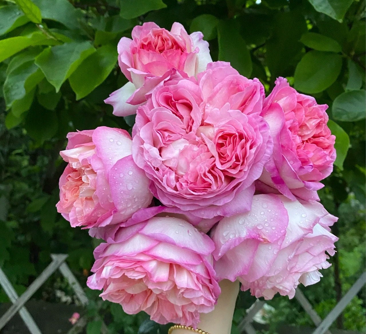 Rose “Aube”破晓Strong Fragrance Japanese Rose Live Plant, 1 Gallon Ownroot