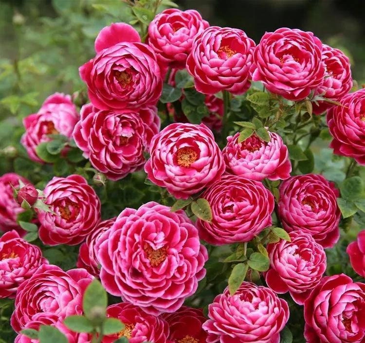 Rose “Marie Rose“日本玛丽 Japanese Cut Rose Plant, 1 Gallon Ownroot