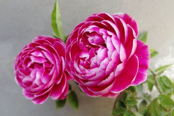 Rose “Marie Rose“日本玛丽 Japanese Cut Rose Plant, 1 Gallon Ownroot