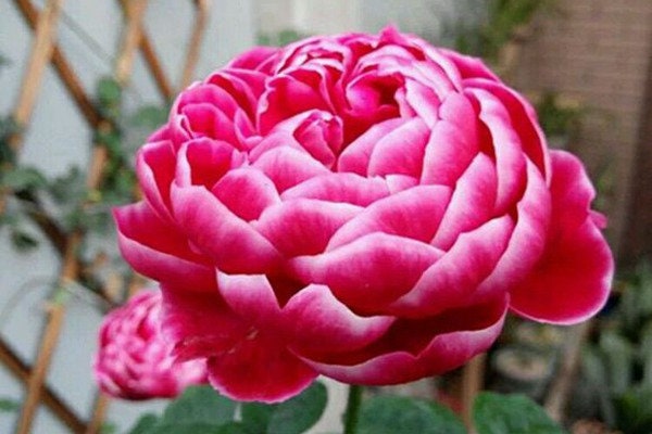 Rose “Marie Rose“日本玛丽 Japanese Cut Rose Plant, 1 Gallon Ownroot