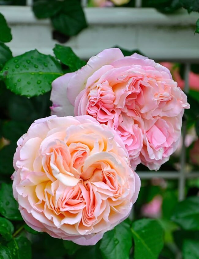 Rose “Aube”破晓Strong Fragrance Japanese Rose Live Plant, 1 Gallon Ownroot