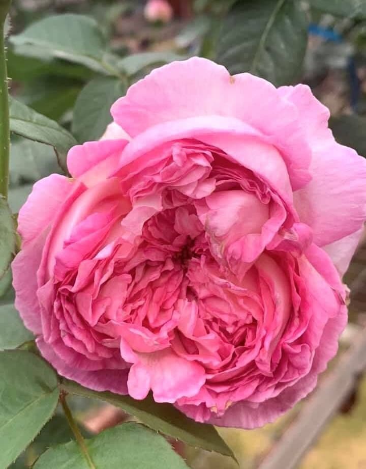 Rose “Aube”破晓Strong Fragrance Japanese Rose Live Plant, 1 Gallon Ownroot