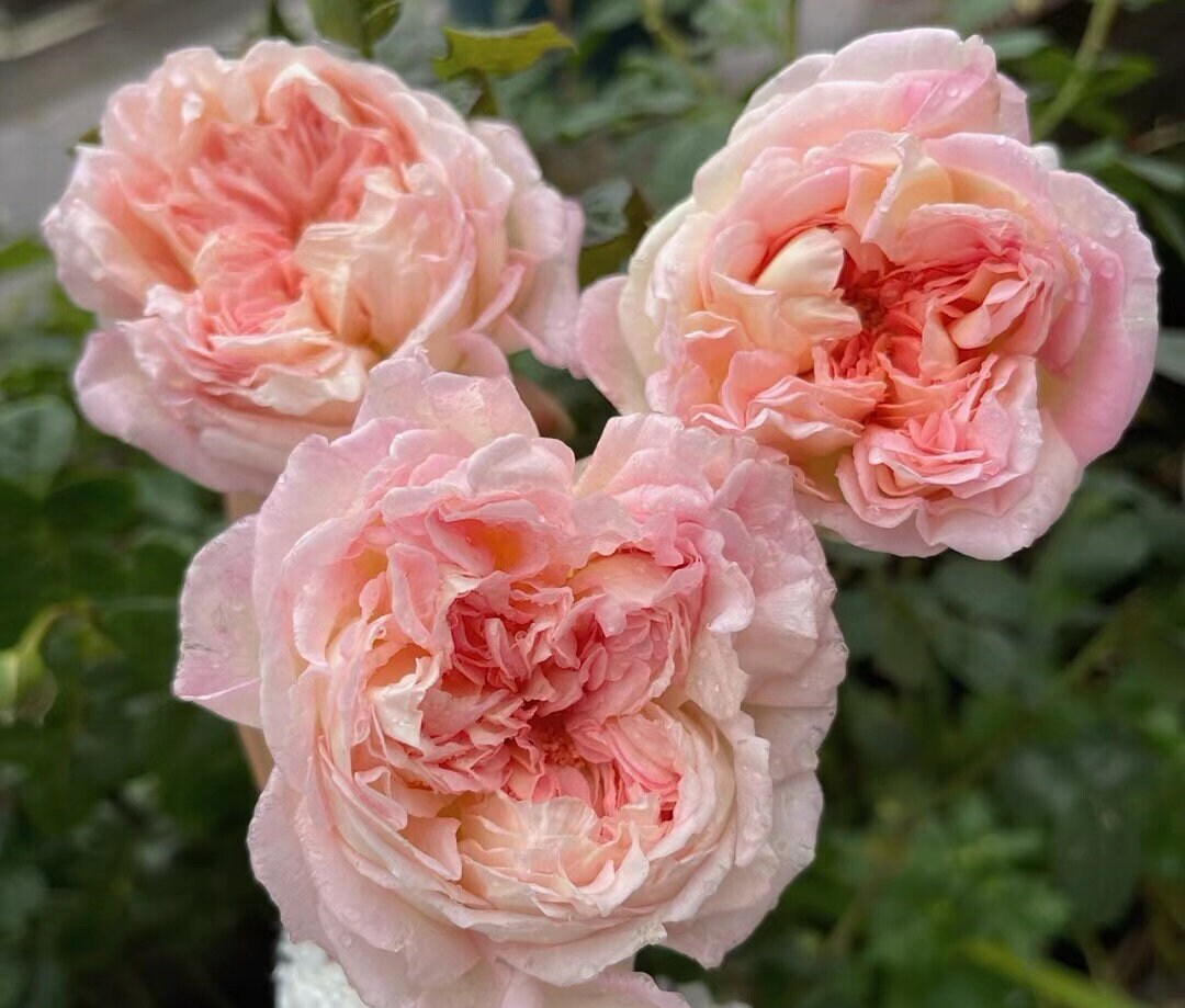 Rose “Aube”破晓Strong Fragrance Japanese Rose Live Plant, 1 Gallon Ownroot