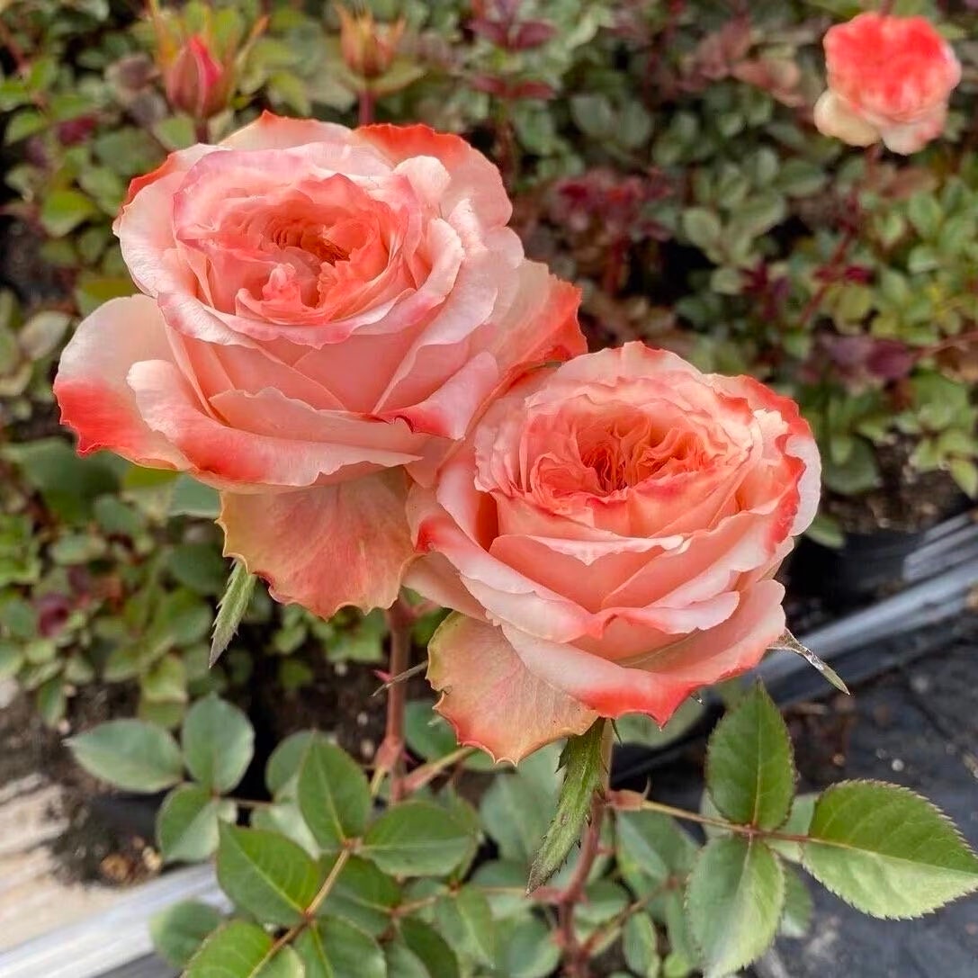 Rose ”Funky Peach“ 方可桃Rose Live Shrub Plant, 1 Gallon Ownroot