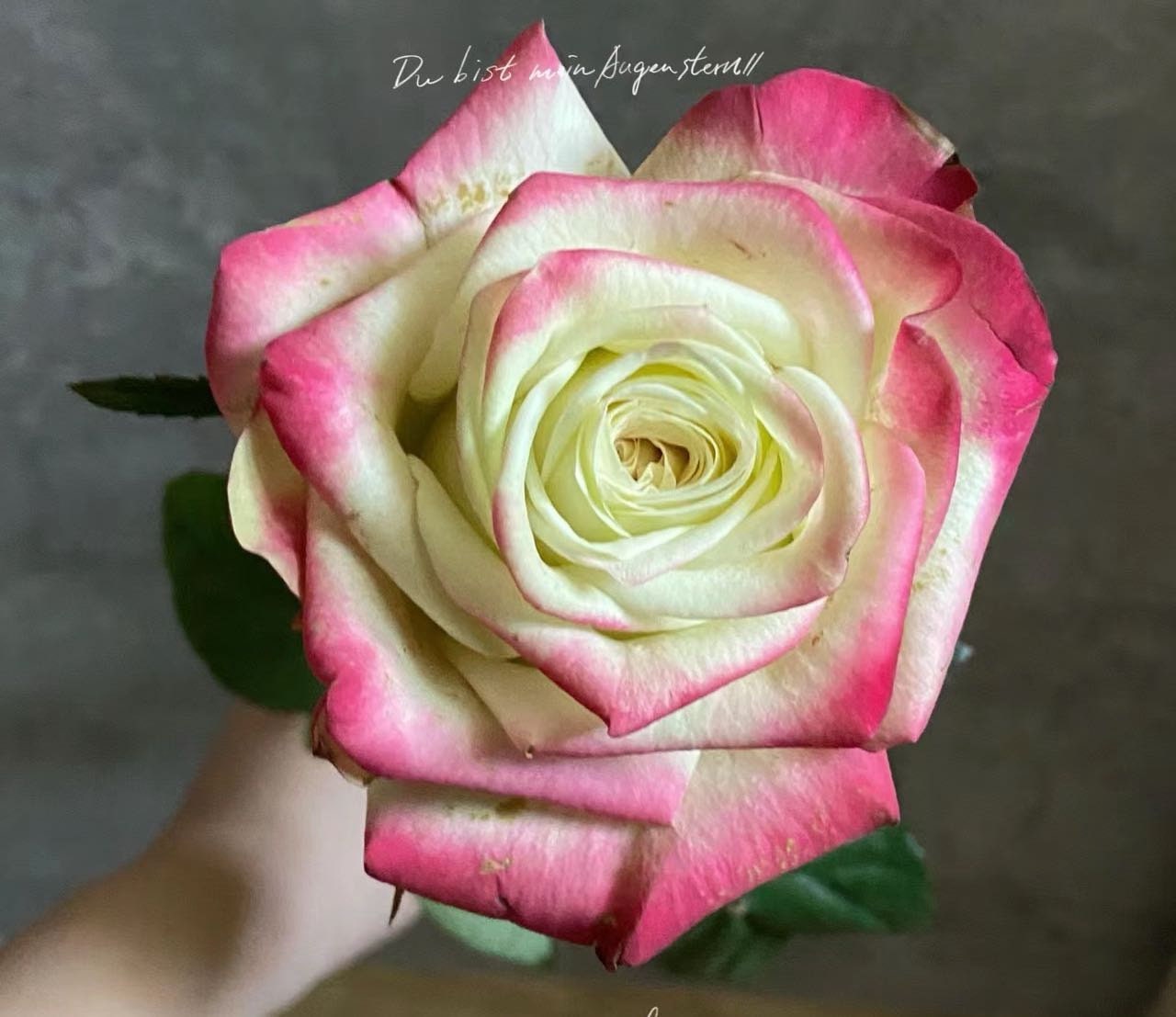 Rose “Her Majesty”女皇Cut Rose Live Plant