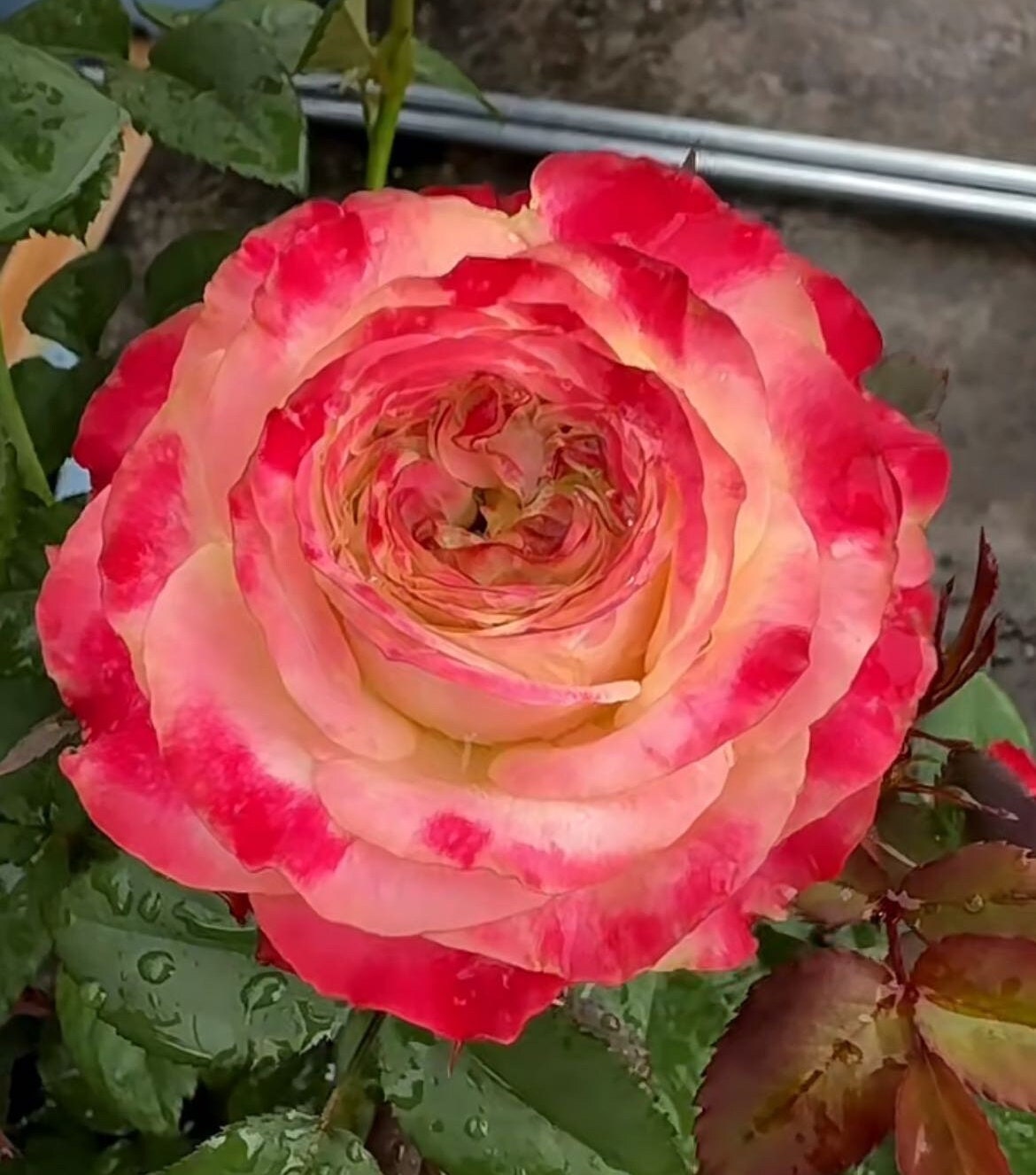 Rose “Her Majesty”女皇Cut Rose Live Plant