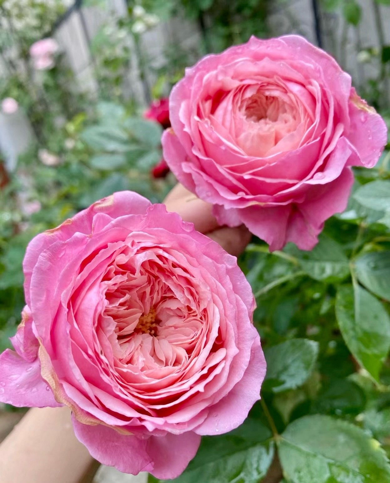 Rose“Lady Heirloom” Live Shrub Plant Ownroot, 1 Gallon Ownroot