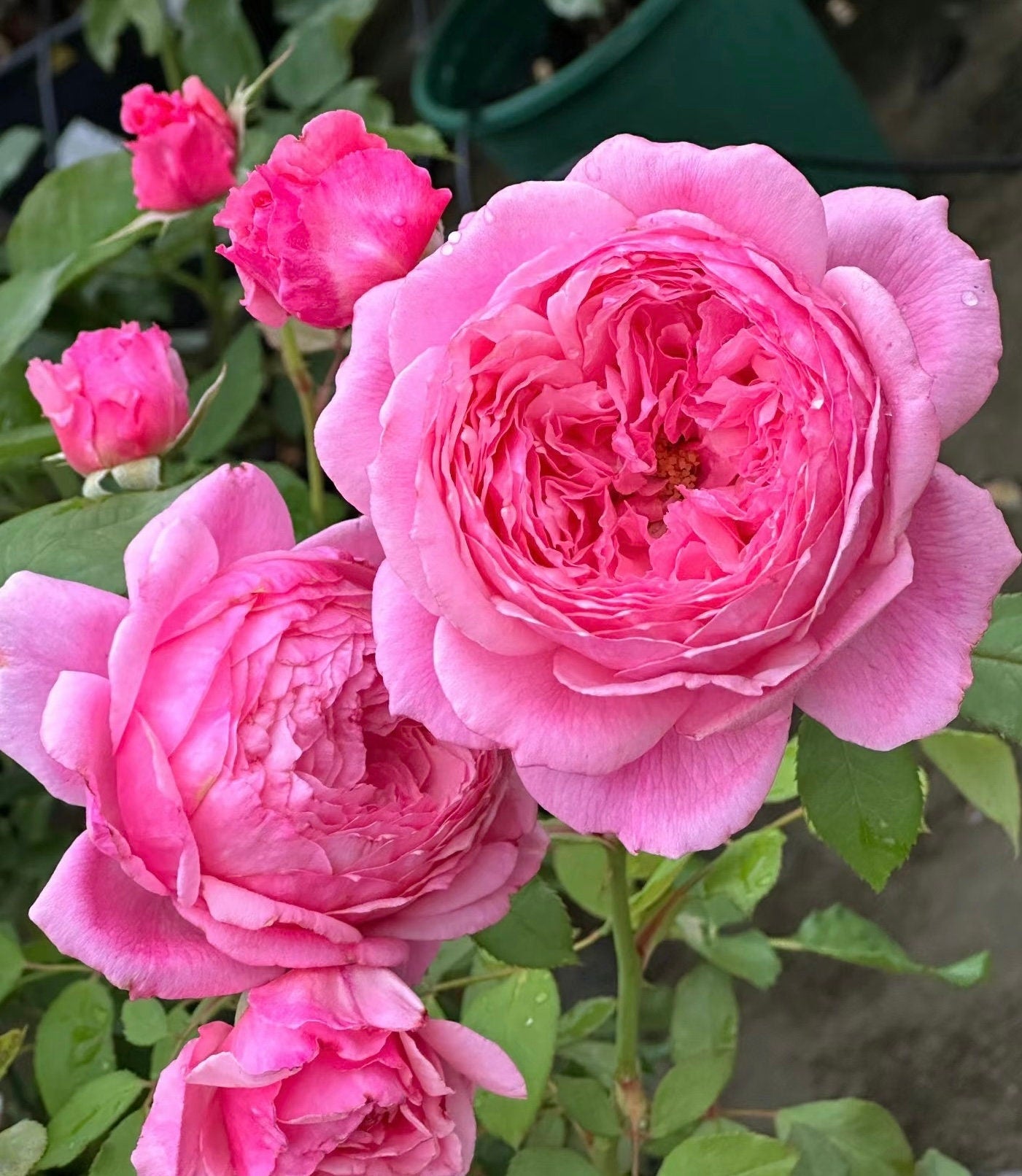 Rose“Lady Heirloom” Live Shrub Plant Ownroot, 1 Gallon Ownroot