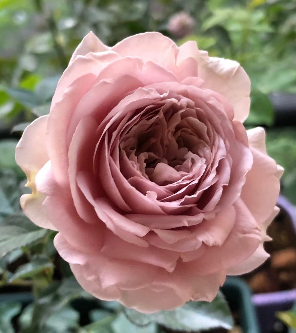 Rose“Charity Towa”今井清慈善 Japanese Rose Live Shrub Plant, 1 Gallon Ownroot