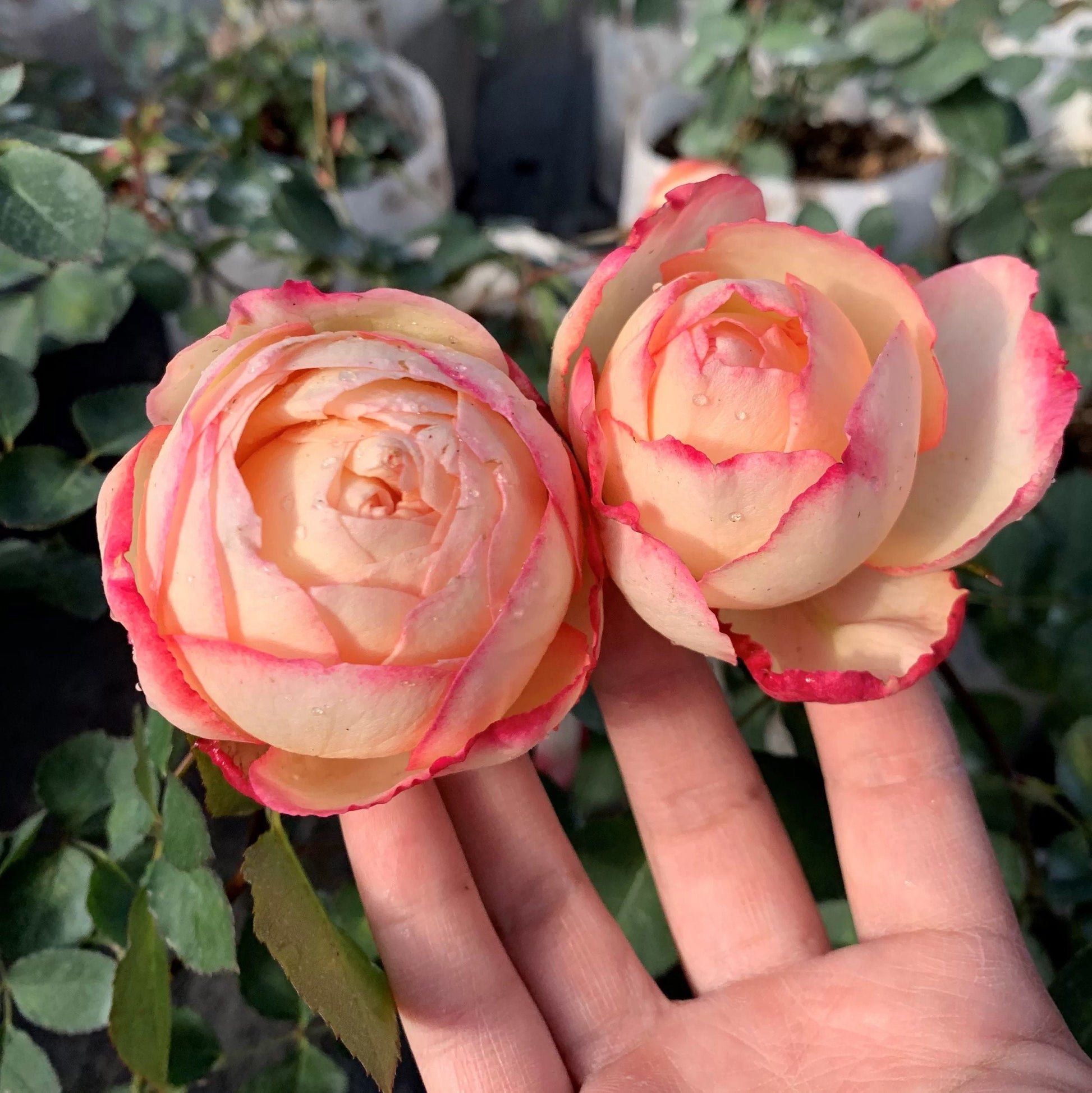 Rose “Yves Classical Perfume”伊芙古典香水 Japanese Rose Live Shrub Plant, 1 Gallon Ownroot