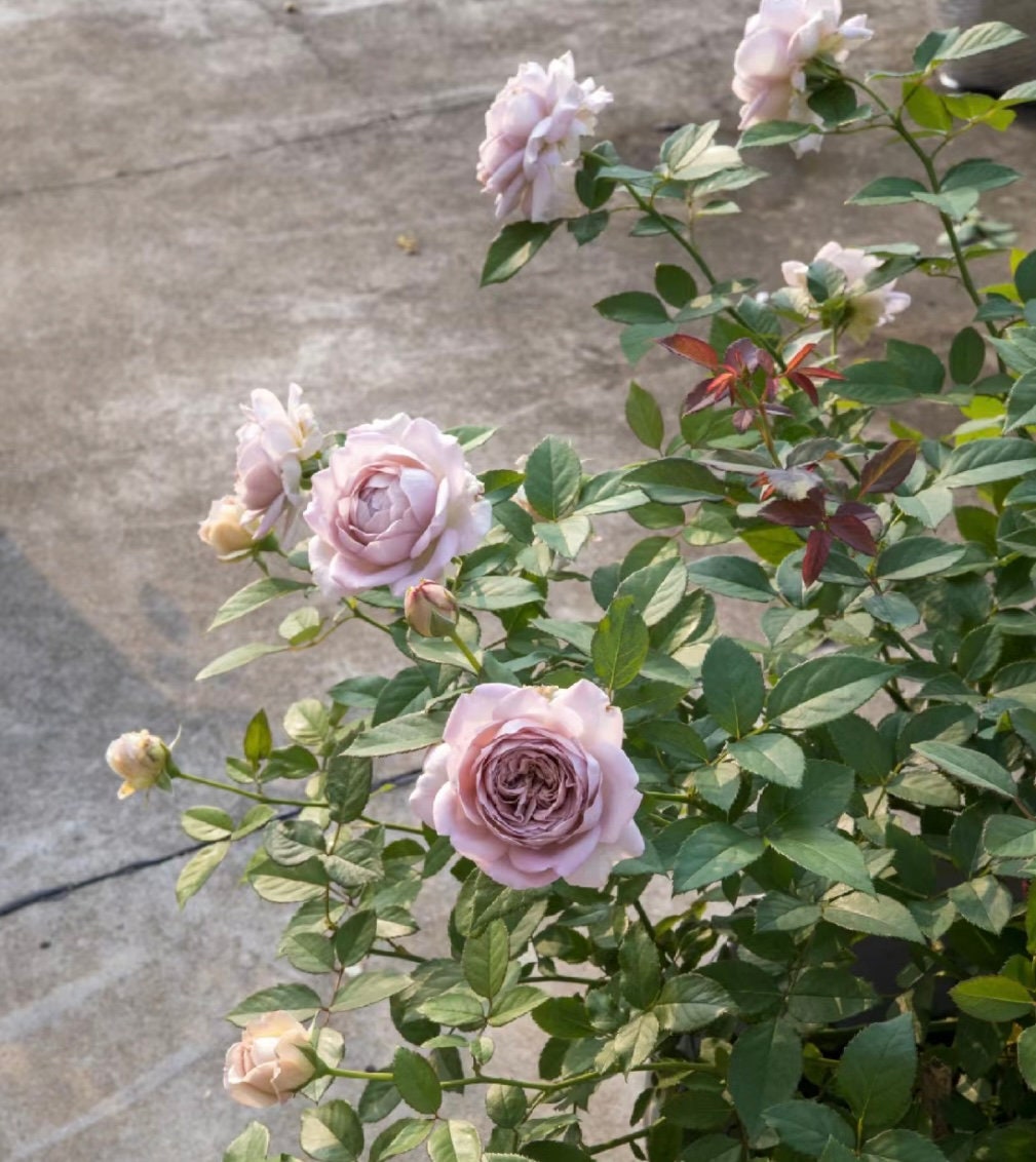 Rose“Charity Towa”今井清慈善 Japanese Rose Live Shrub Plant, 1 Gallon Ownroot