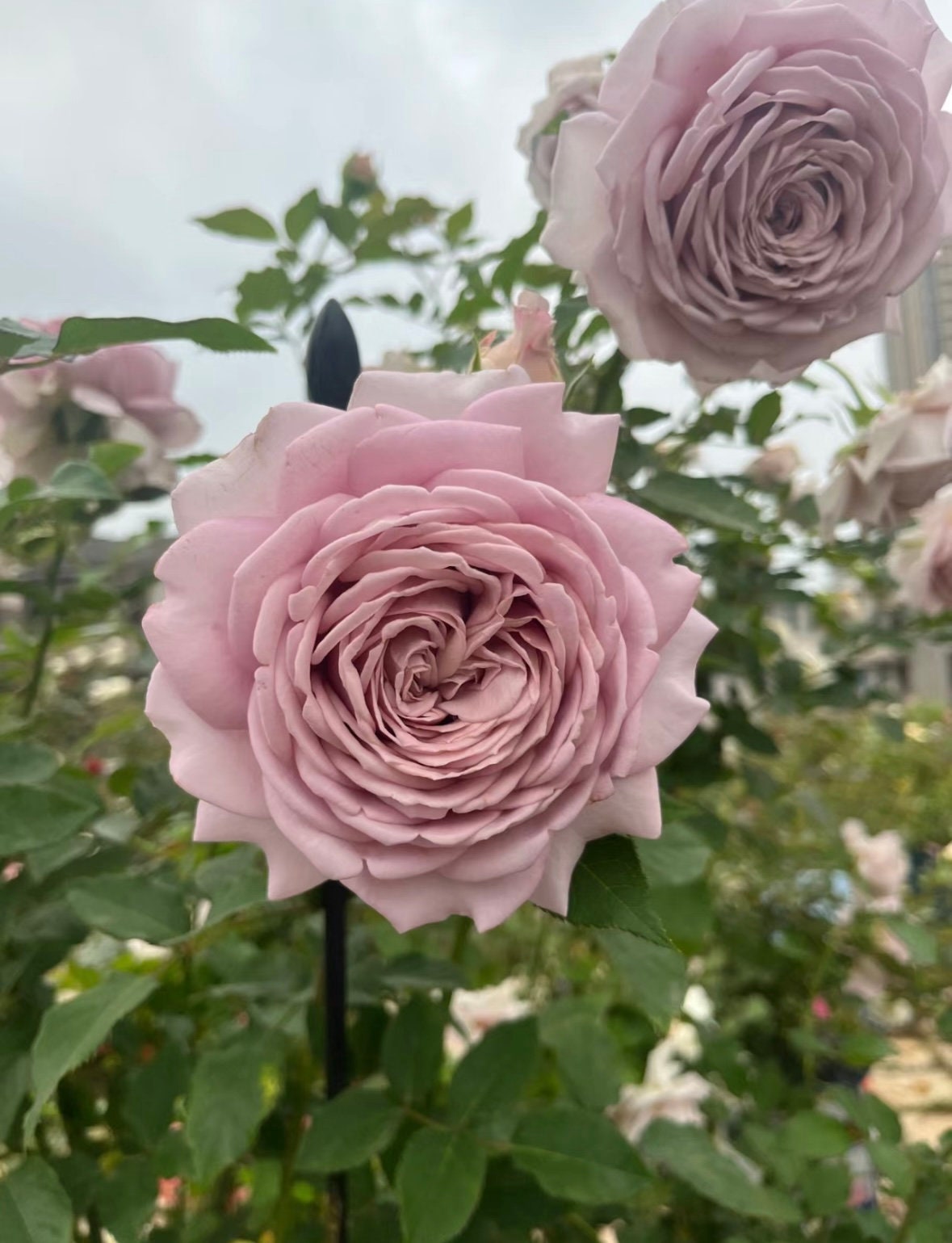 Rose“Charity Towa”今井清慈善 Japanese Rose Live Shrub Plant, 1 Gallon Ownroot