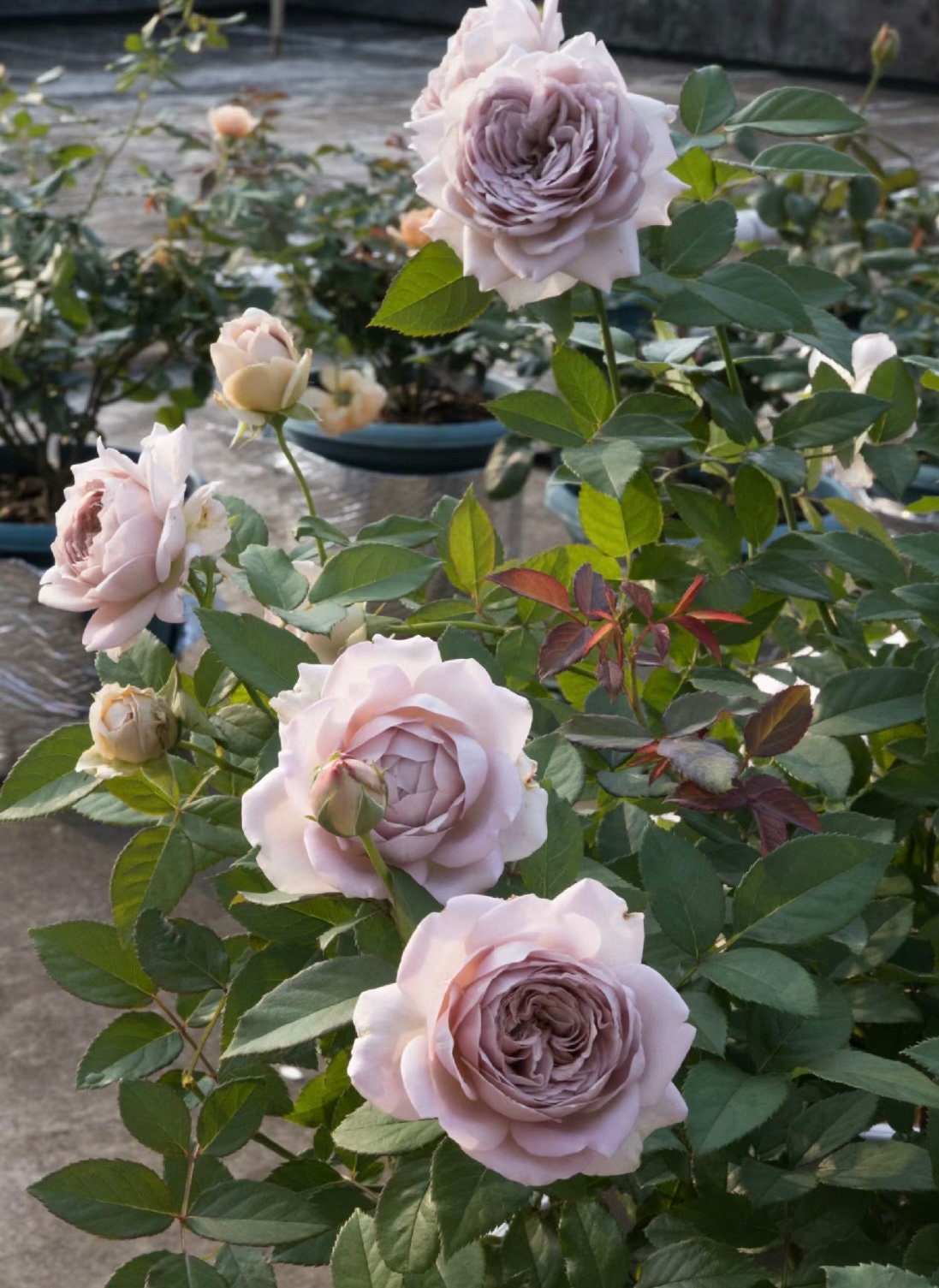 Rose“Charity Towa”今井清慈善 Japanese Rose Live Shrub Plant, 1 Gallon Ownroot